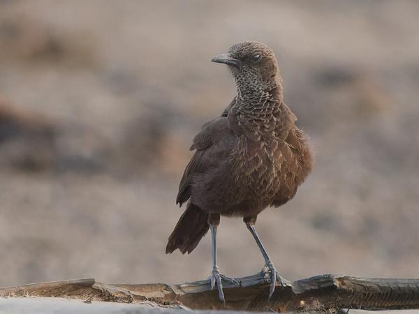 <h3><a href="/trips/gambia/biota/animalia/chordata/aves/040 passeriformes/108 muscicapidae/myrmecocichla aethiops/myrmecocichla aethiops-nl.html">Myrmecocichla&nbsp;aethiops</a> / Anteater&nbsp;chat / Bruine&nbsp;miertapuit</h3>OM-1 Mark II met OLYMPUS M.150-400mm F4.5 TC, 1/1250 sec  bij F5.6, ISO 10000, afstand 18.6&nbsp;m